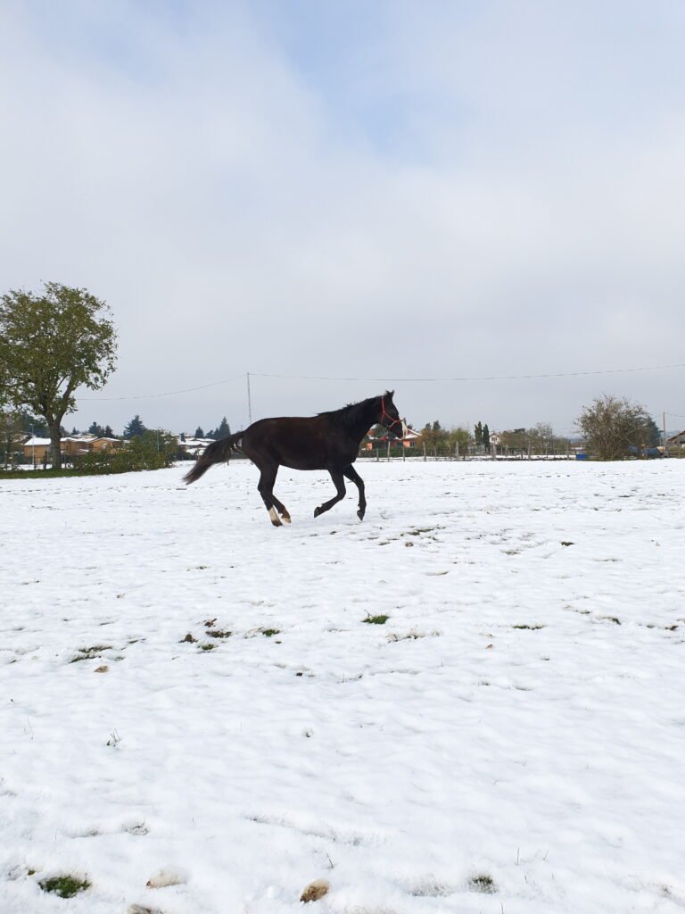 LES STAGES DE FEVRIER