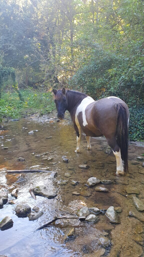 Les stages d&rsquo;Avril​